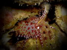 Scuba Dive in Anilao - Underwater Macro Photography, Anilao Muck dive